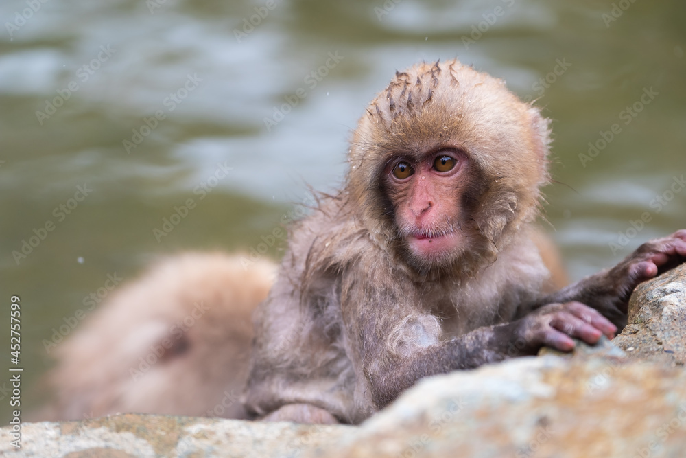 日本雪猴在长野县的Jigokudani雪猴公园的户外温泉中沐浴