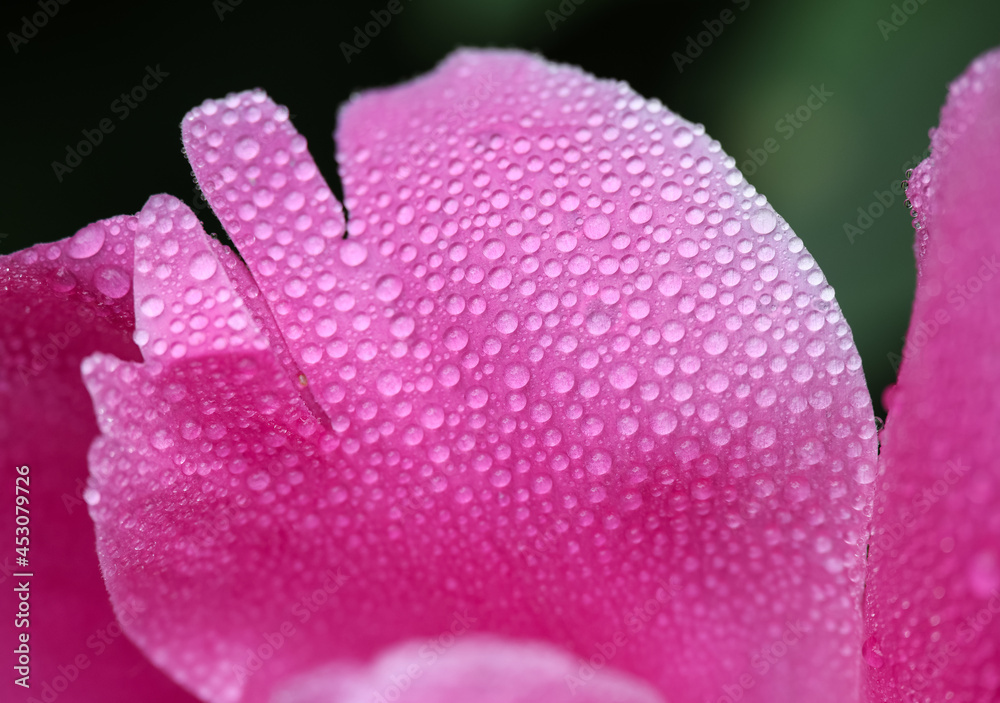 带雨滴的紫粉色牡丹花瓣
