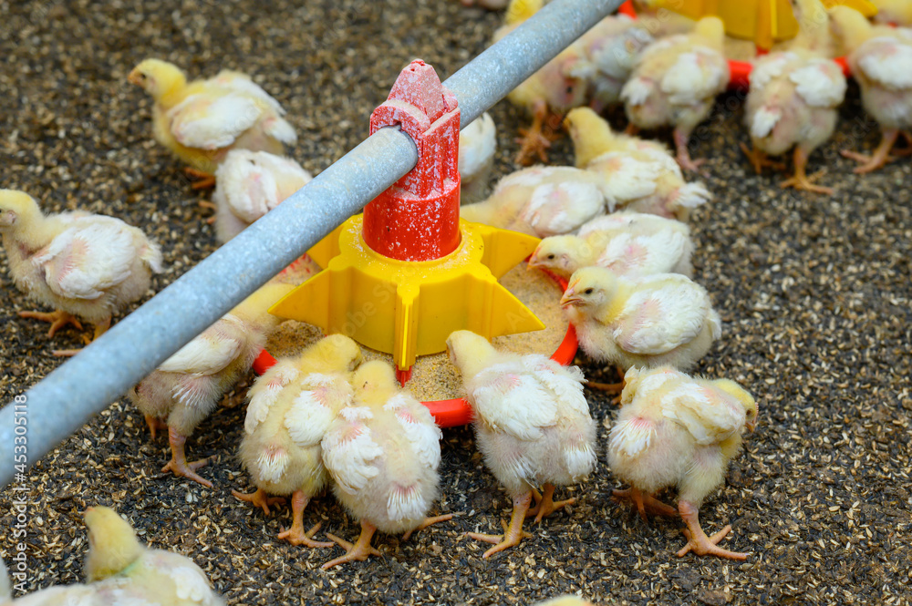 有趣的刚出生的小鸡在吃谷物。可爱的黄色小鸡在地上行走。