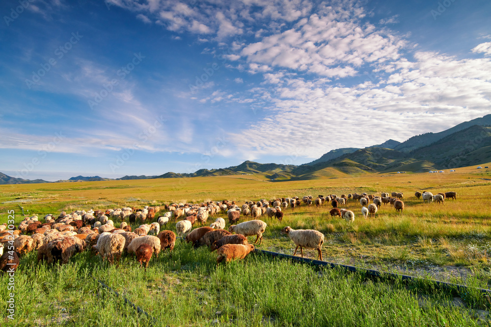 草原上的羊群日出。