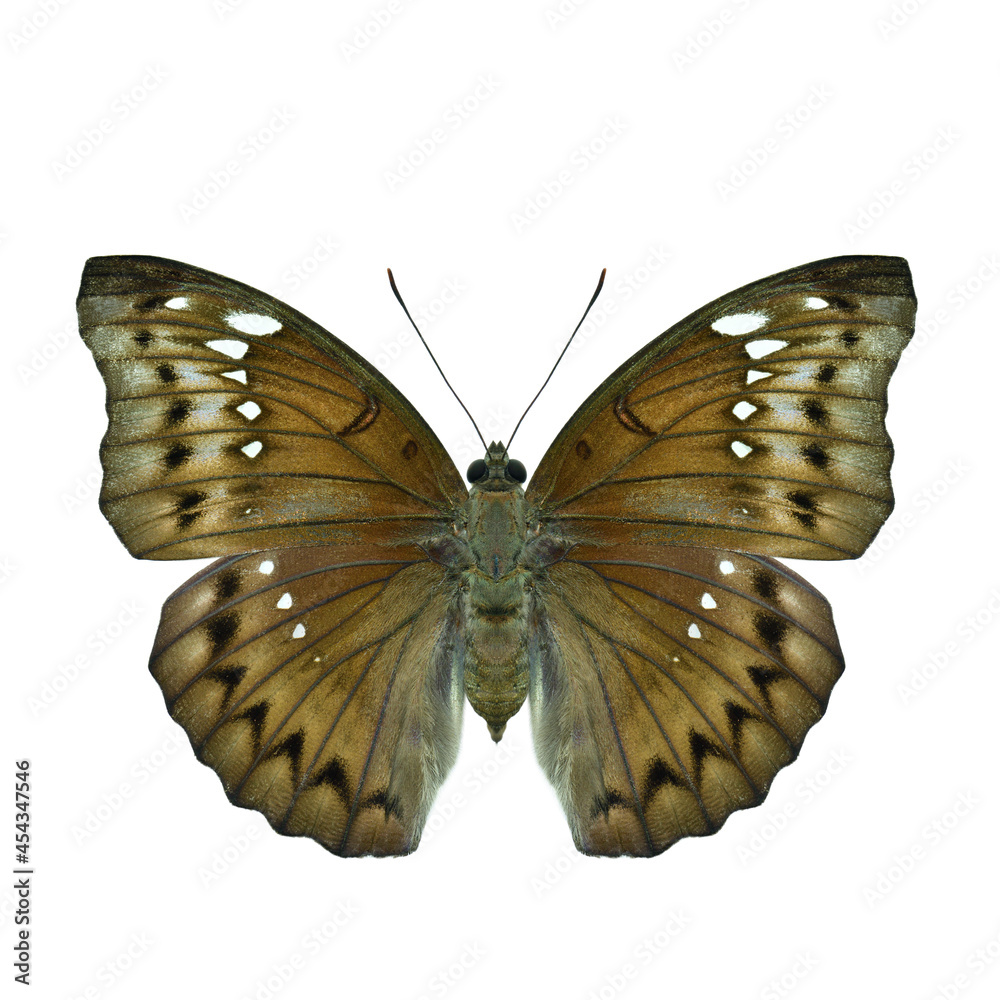 带条纹侯爵（euthalia teuta）美丽的棕色迷彩图案女性形态