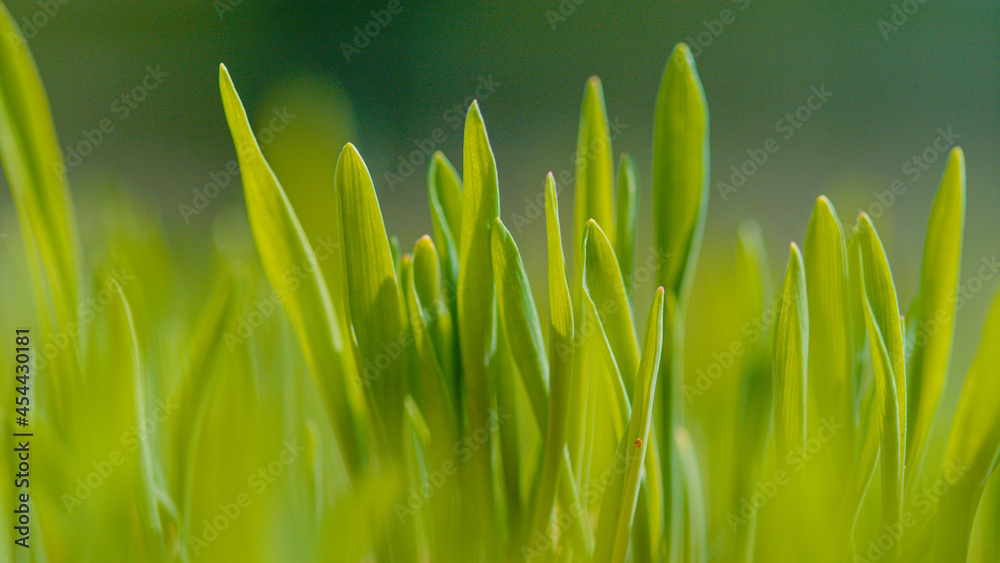 MACRO：在阳光明媚的春天，郁郁葱葱的绿色草茎长在盛开的花园里。