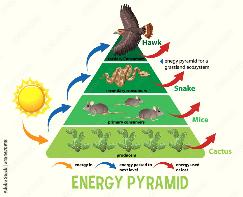 Science simplified ecological pyramid