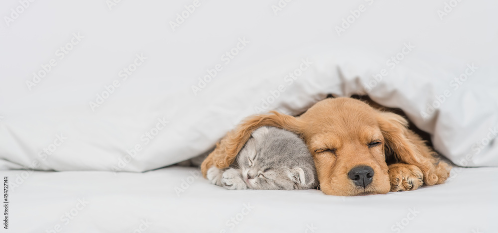 可爱的小猫和昏昏欲睡的英国可卡犬小狗一起躺在床上的温暖毯子下