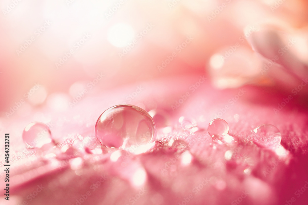 美丽的透明水滴或露水，在粉色牡丹花的花瓣上闪闪发光，宏观。Gen
