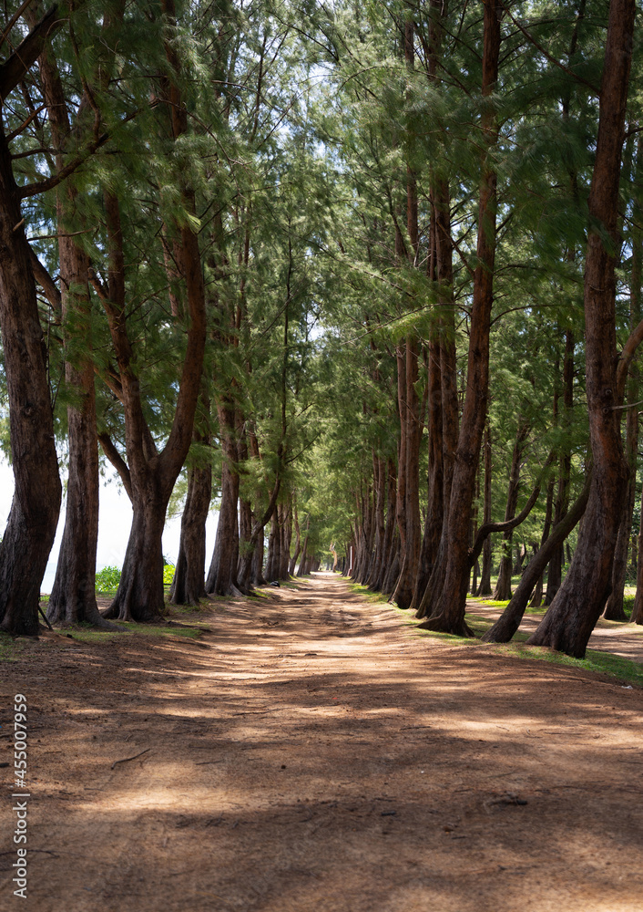 泰国普吉岛海滩附近的一排松树。