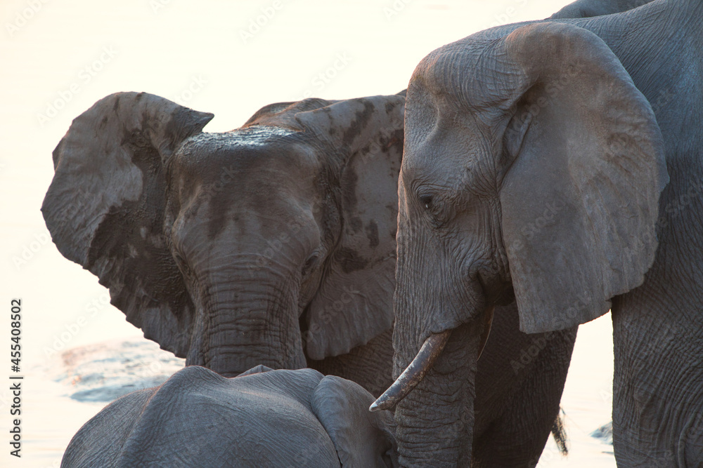 两只大象看着小象，靠近头部。