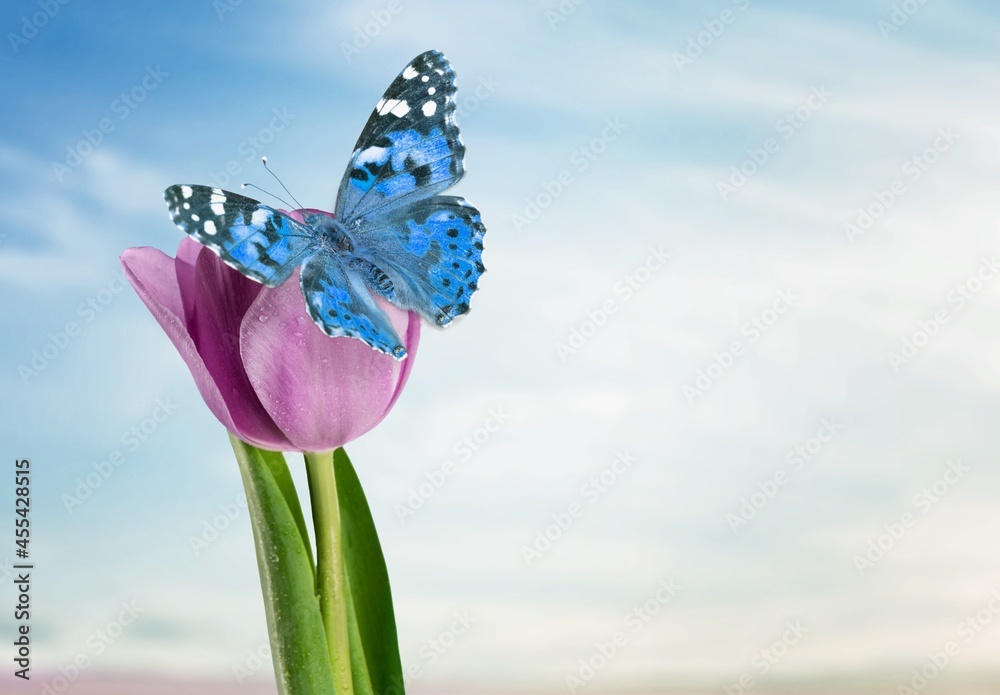 鲜艳多彩的野生蝴蝶在蓝天下的鲜花上。