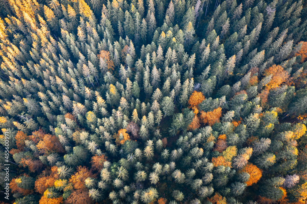 无人机俯视图。黄色、橙色和红色的秋树在五颜六色的森林中。阳光明媚的一天在澳大利亚