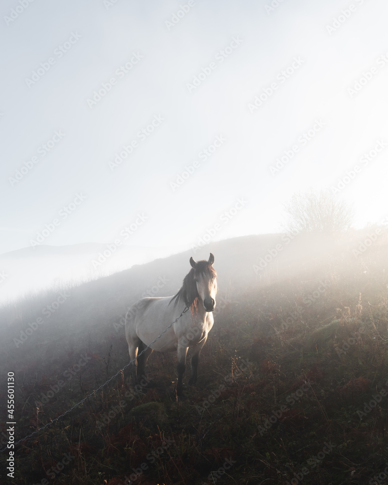 山谷中雾蒙蒙的草地上的马。风景摄影