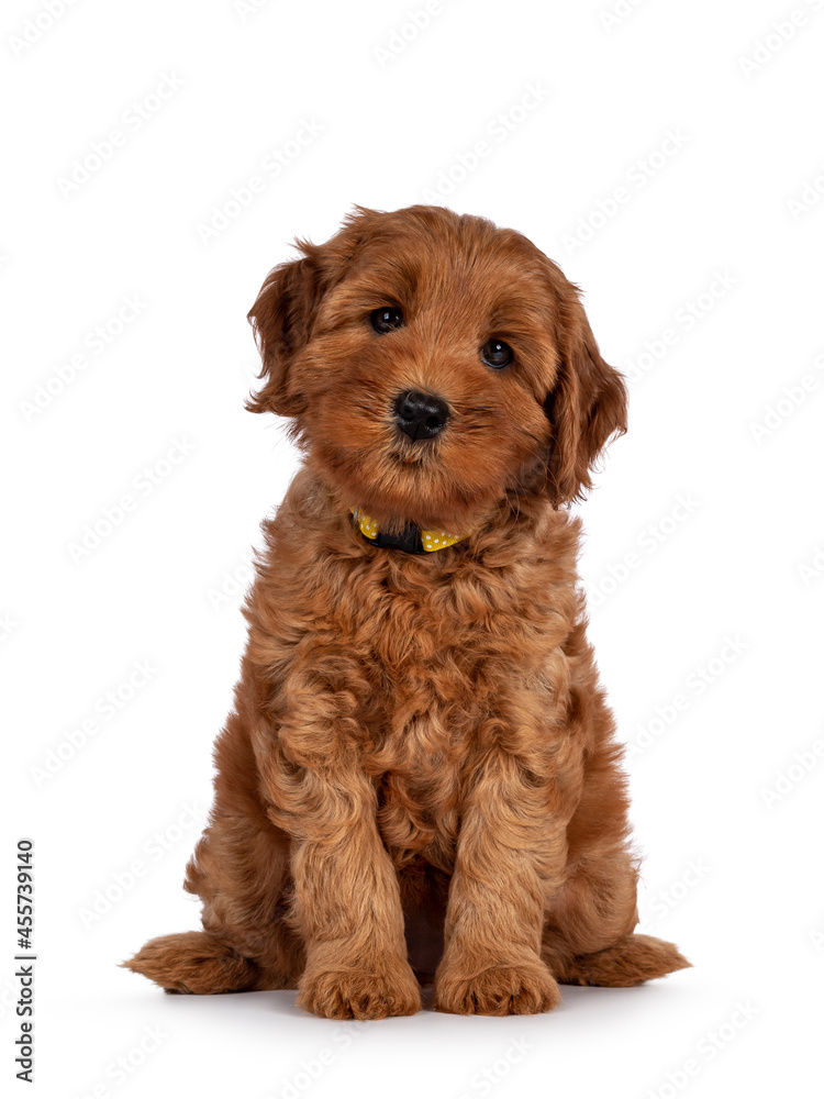 可爱的Cobberdog小狗，又名拉布拉多犬，面朝前方坐着。直视镜头。