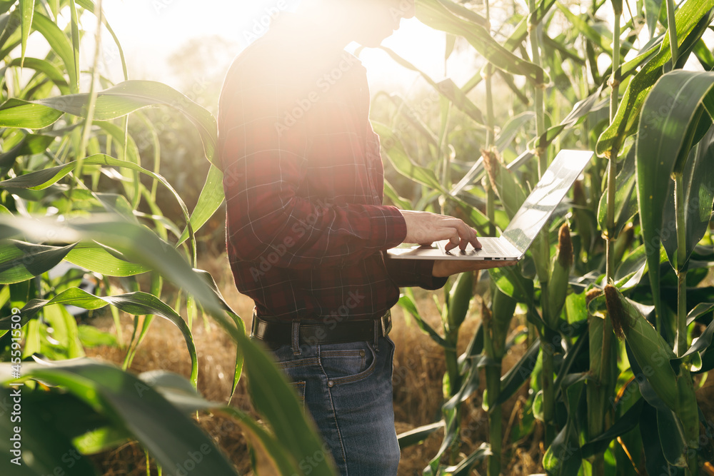 农民收割前在农场用笔记本电脑检查玉米数据