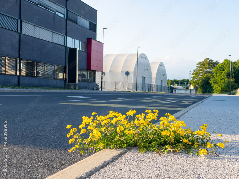 低角度：盛开的黄色野花从开裂的路面上发芽。