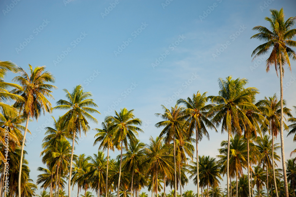 椰子树美丽的热带背景自然环境夏季阳光明媚的棕榈树