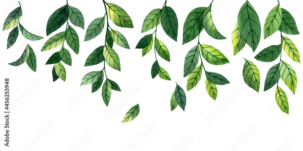 一套绿色薄荷叶的水彩画。抽象的简单叶子和树枝，田野草本植物。horiz