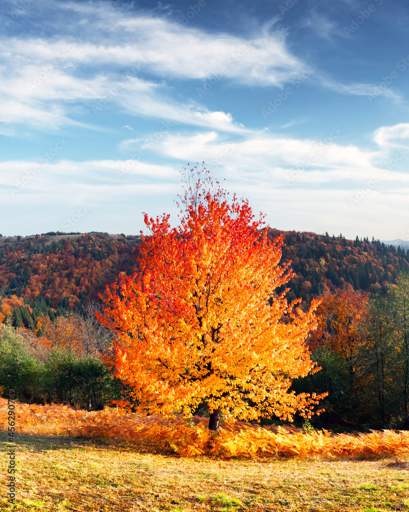 风景如画的秋山，前景是红山毛榉林。风景摄影
