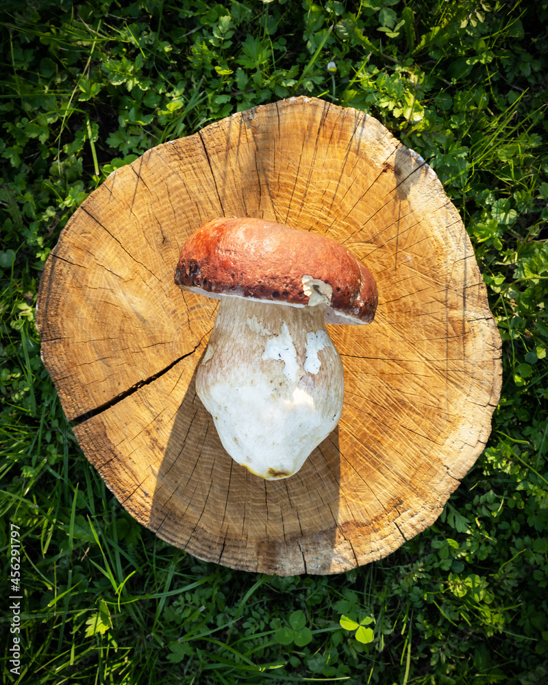 秋季花园木板上的大白蘑菇牛肝菌。美食摄影