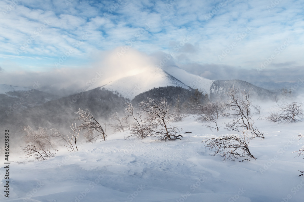 神奇的冬季景观，暴风雪期间有白雪皑皑的树木和雪峰。喀尔巴阡山，