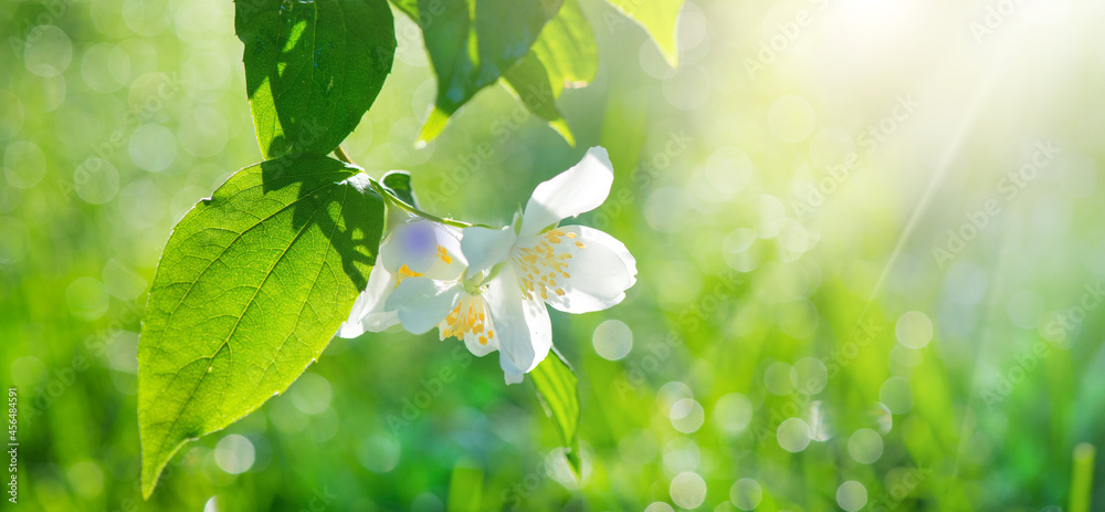 茉莉花特写。白色茉莉花在春天的花园里绽放。芳香疗法，芳香的茶