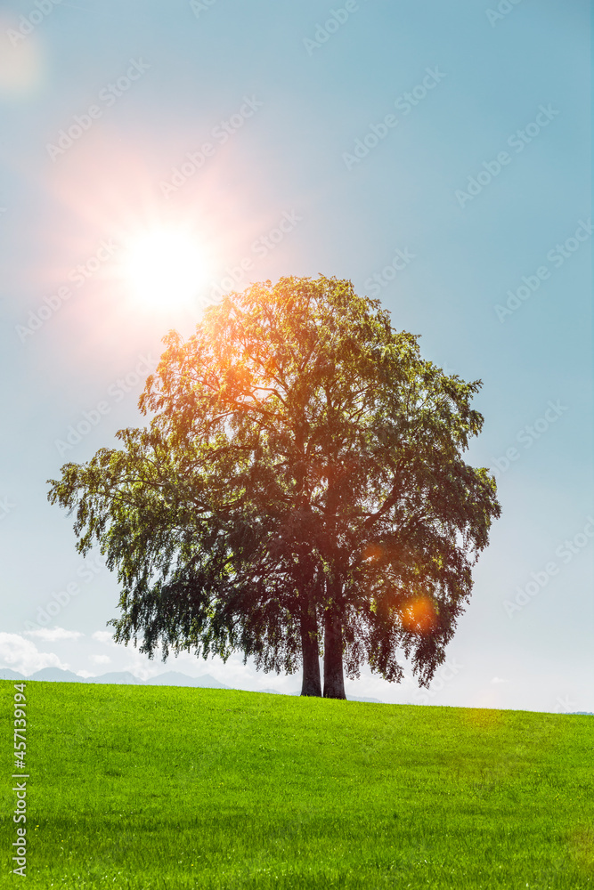 Baum auf einem Hügel mit Blauem Himmel