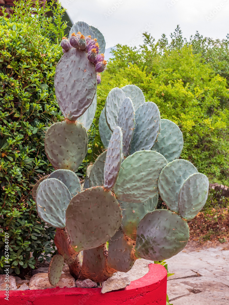 Giant opuntia growing outdoors with prickly pears fruit. Opuntia cactus.