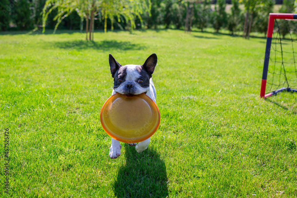 法国斗牛犬在阳光明媚的花园里玩飞盘