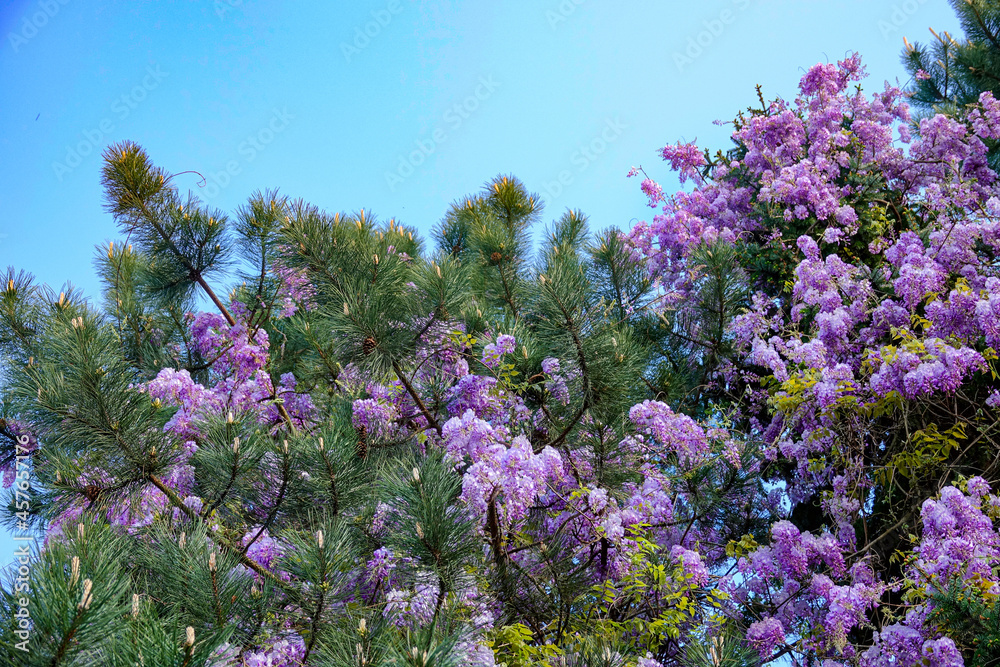 特写：紫色的花朵从一棵大树的雪松针叶下绽放