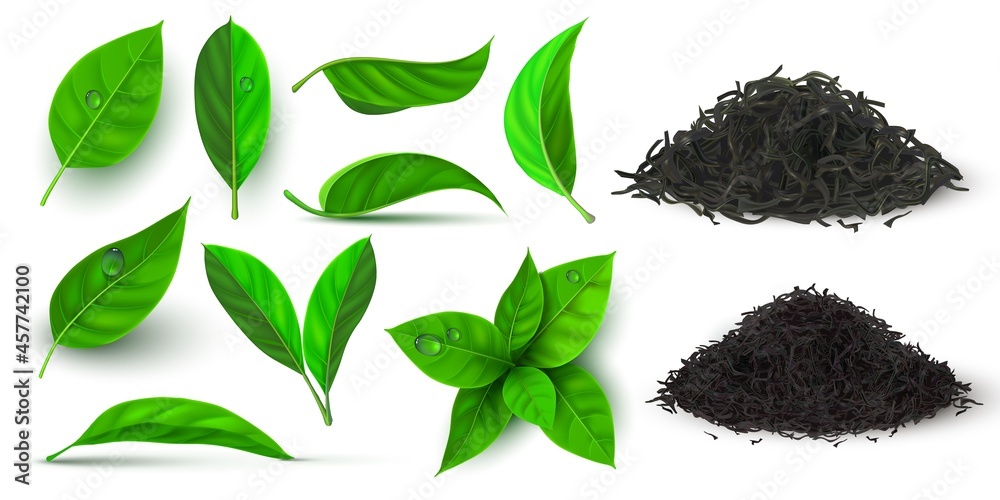 用于红茶和绿茶的逼真的干燥和新鲜的叶子。带有露水dro的3d草药叶子和树枝