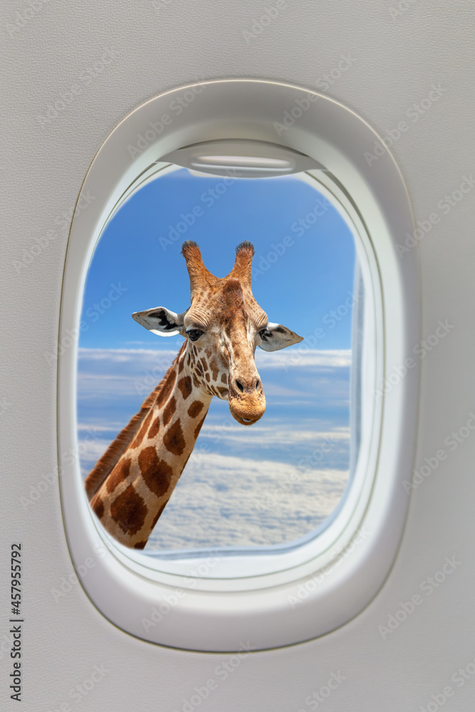 深蓝色天空背景下飞机舷窗外的长颈鹿