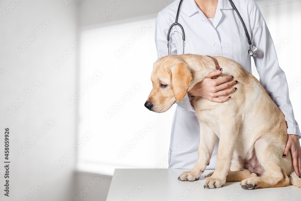 年轻的兽医在兽医诊所检查桌子上的狗。