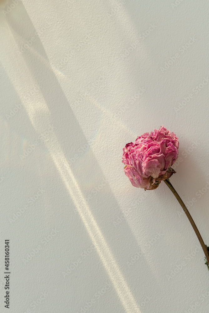 带棱镜的鼠尾草背景上的干粉色牡丹花