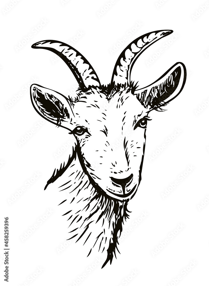 Goat hand drawn vector illustration.