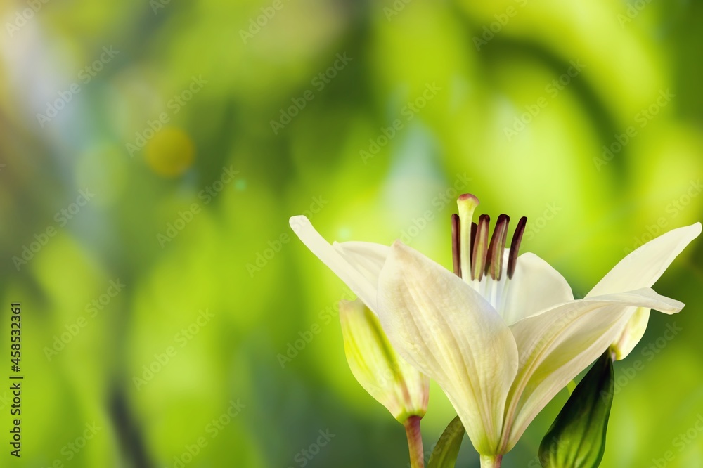 背景上盛开的单色百合花
