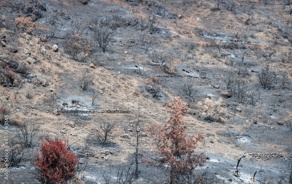 塞浦路斯农村地区野火后烧毁和干燥的树木和被灰烬覆盖的地面