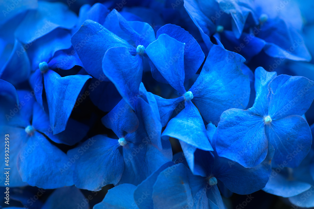 Hydrangea blue flower closeup. Beautiful soft colors Hortensia art design. Beauty deep blue colour H