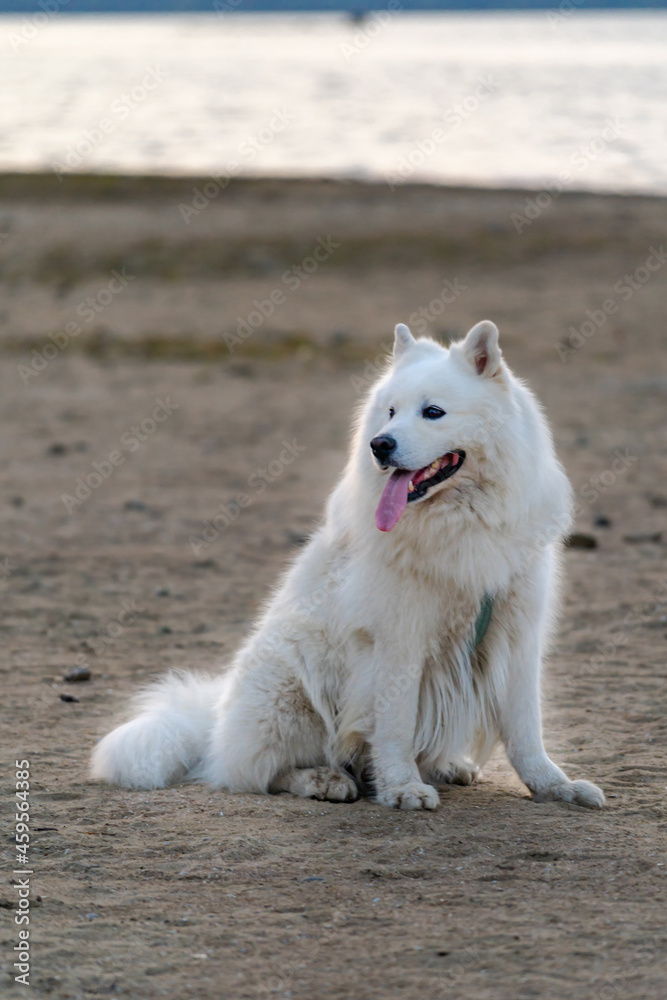 En Big white dog with fluffy hair of samoyed breed sitting on the sand near lake outdoors and lookin