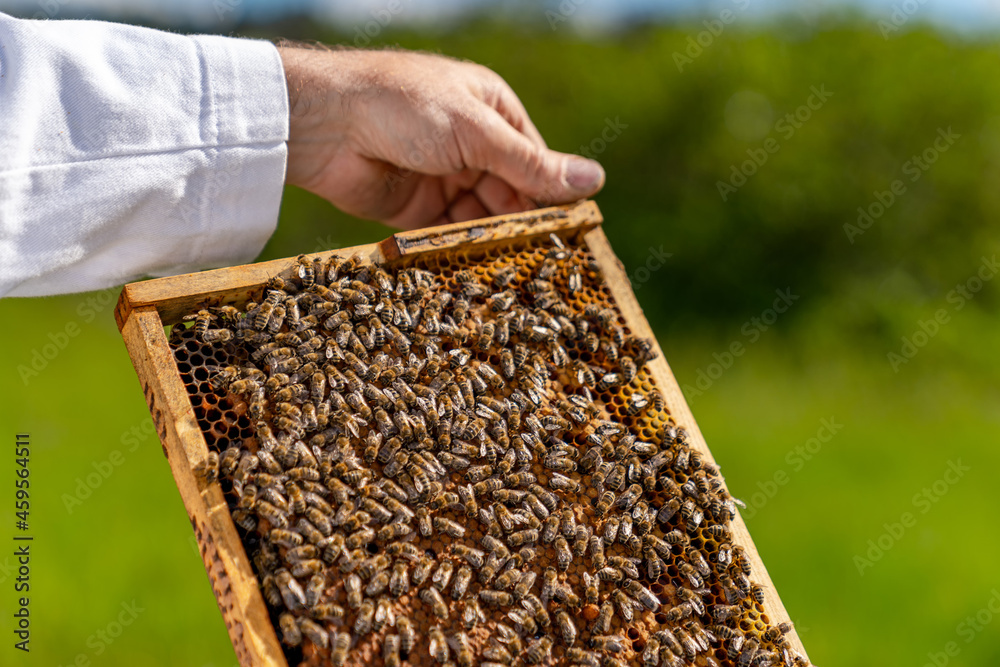 Wooden honey frame holding in hands. Beekeeper holding a honeycomb full of bees. Cropped view
