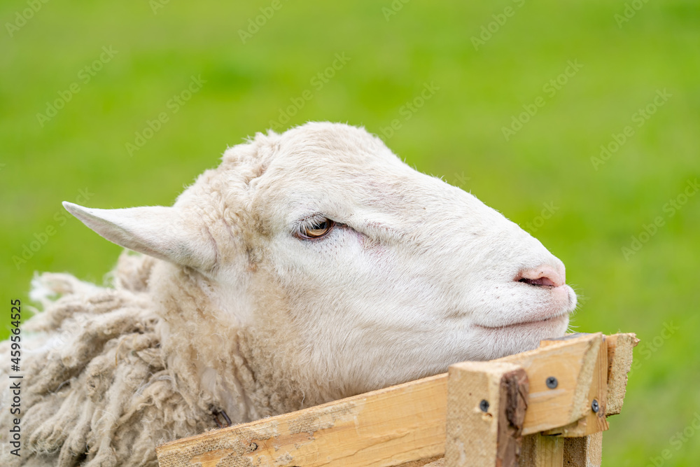 Sheep shearing head close up. White shearing sheep wool. Close up of shared sheep. Spring shearing a