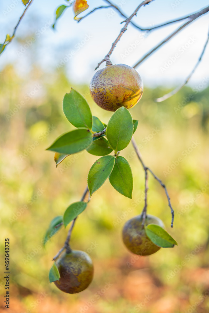 生长在油茶树上的油茶果实