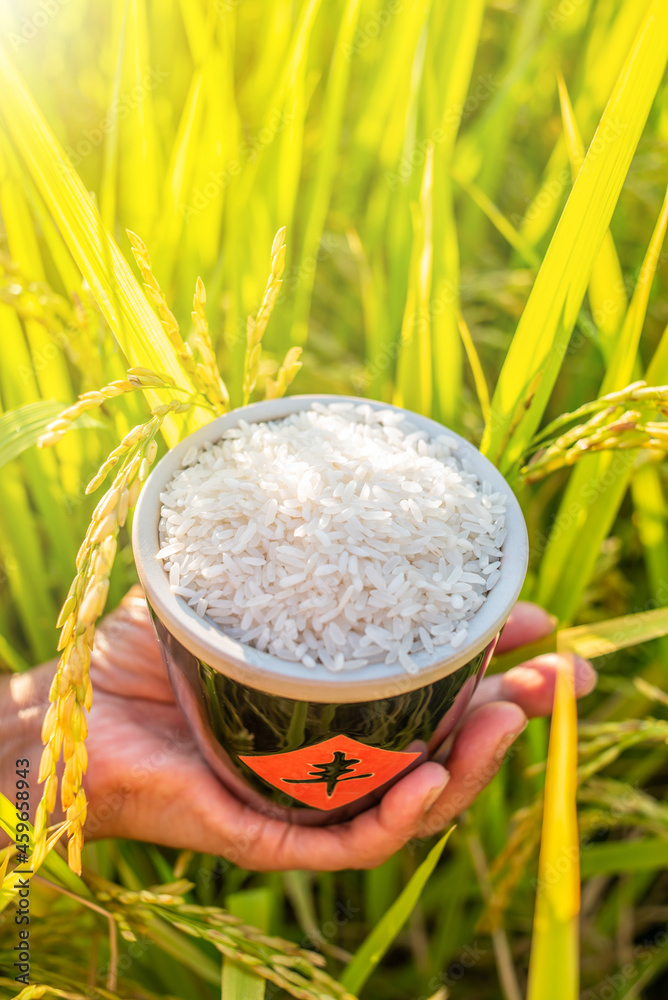 稻田里手捧一桶水稻