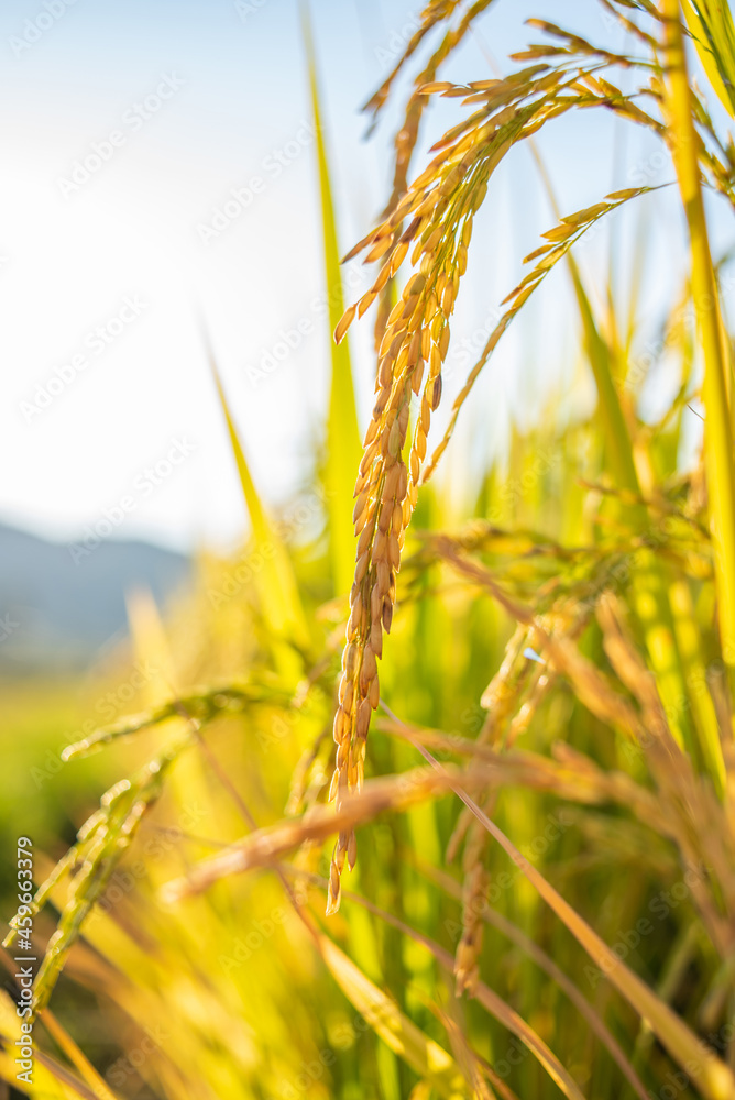 秋熟大米背景材料