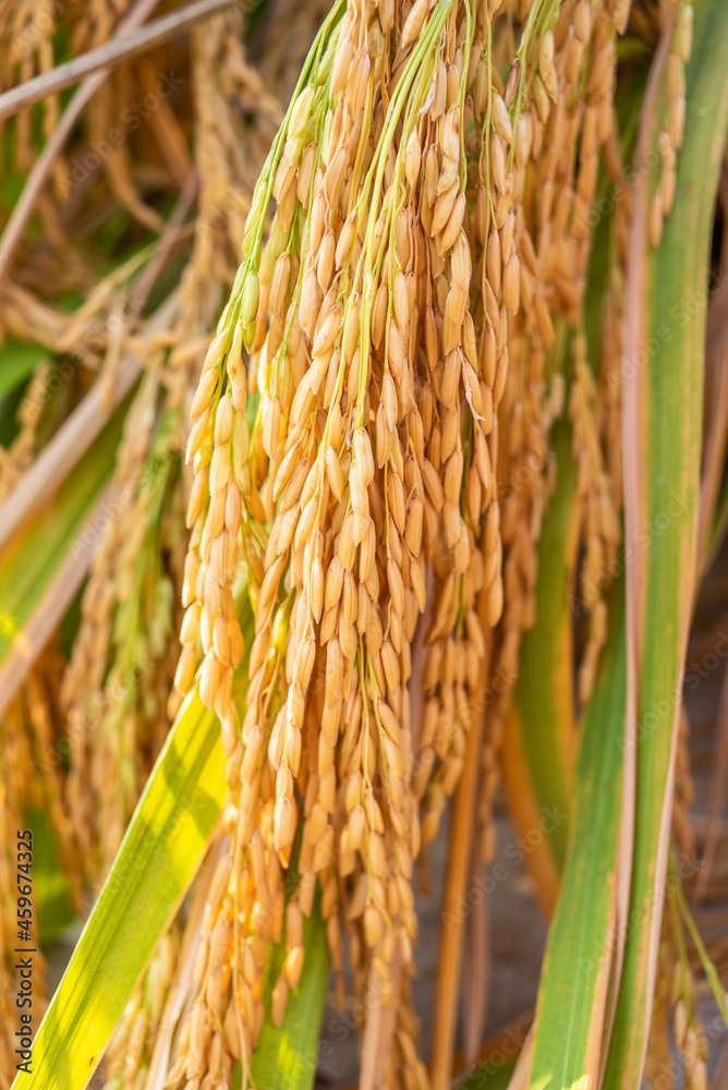 Autumn ripe rice grain background material