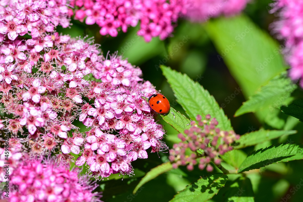 Beautiful macrophotography of red with black dots ladybug sitting on a flower of japanese meadowswee