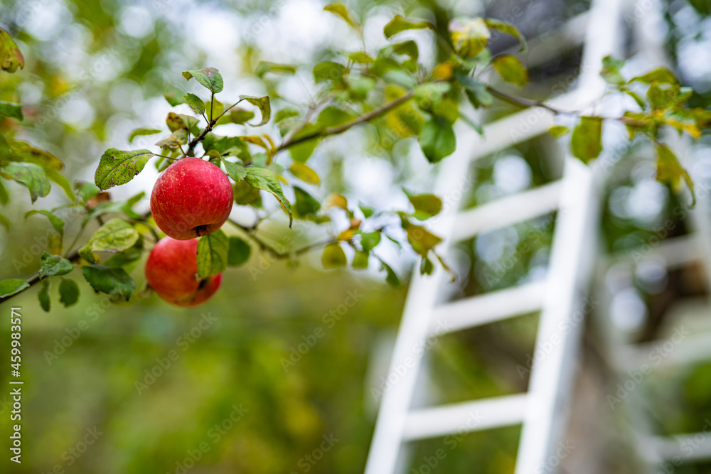 Apples at the tree. Harvesting fruit in garden at autumn. Red apple from organic farm. Ladder at the