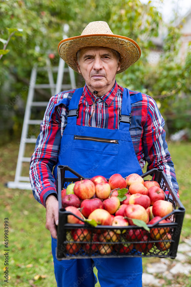 老农民在有机苹果园收割苹果。老人拿着一个装满苹果的盒子