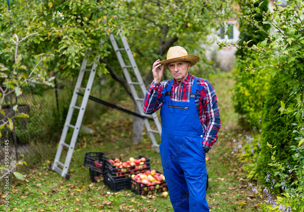 一位老人在夏季果园里收集成熟的有机苹果。农民在推杆后对着镜头摆姿势