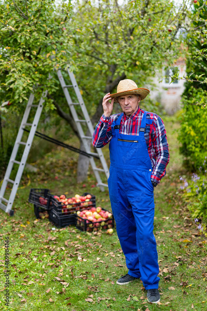 农民把水果放进篮子后，戴着帽子对着镜头摆姿势。老人正在收集成熟的水果或