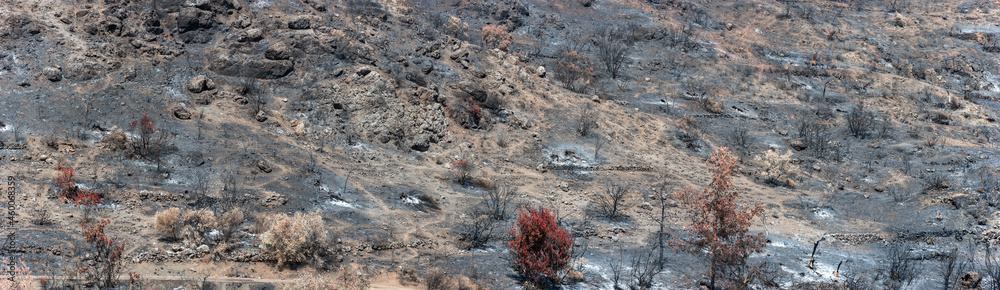 灰烬覆盖的土地上烧焦的树木。农村野火后烧毁的森林景观全景