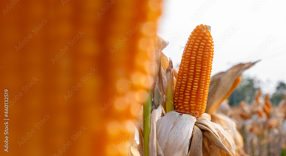 yellow ripe corn on stalks for harvest in agricultural cultivated field in the day
