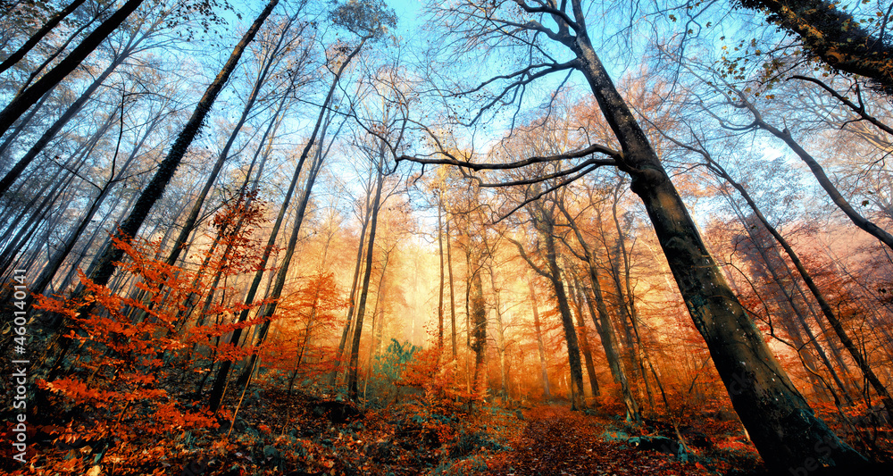 落叶林中的秋色，一排红叶被阳光照亮，光秃秃的